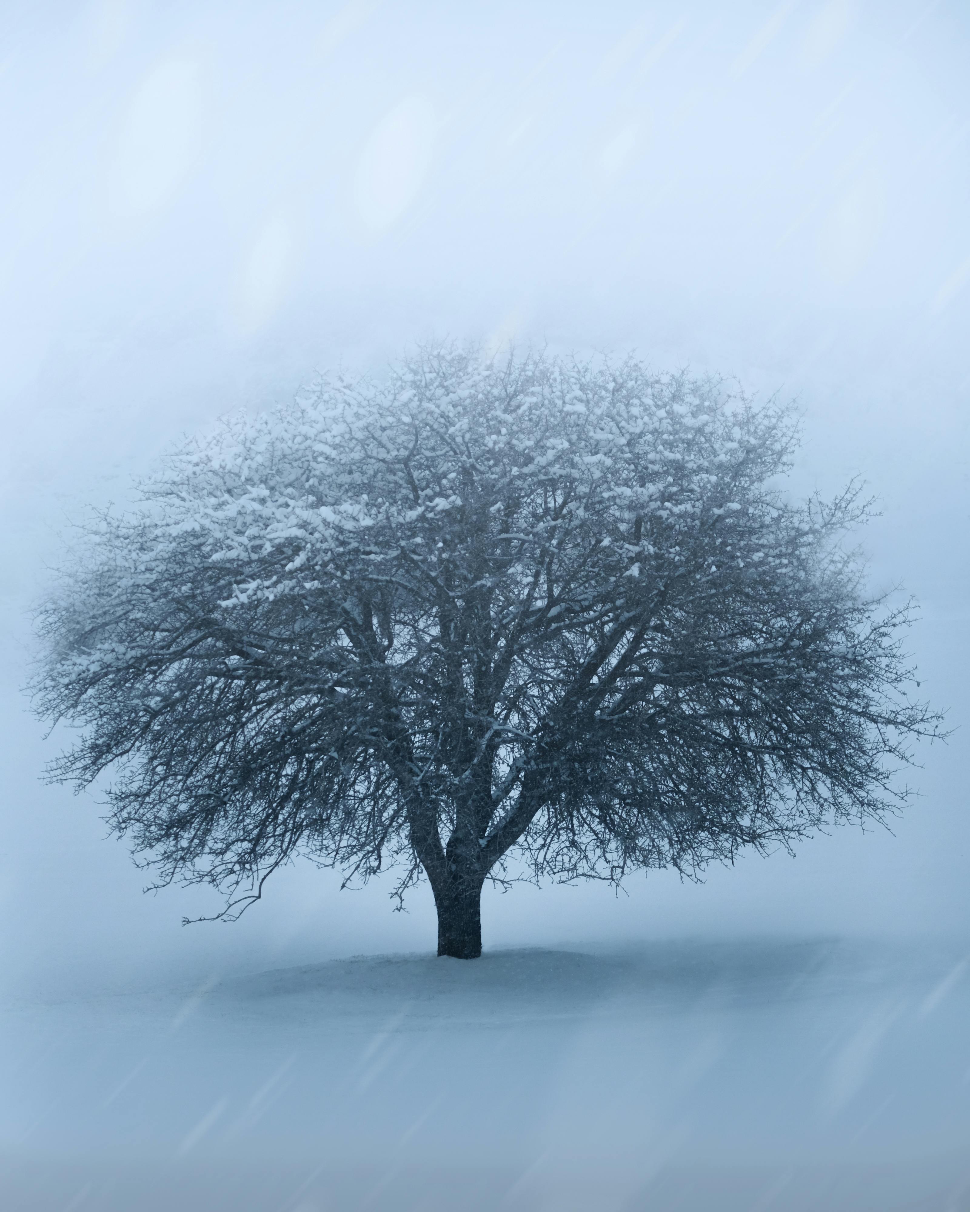 A lone tree covered in snow standing in a foggy winter setting, evoking solitude and tranquility.