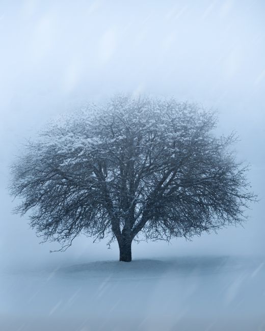 A lone tree covered in snow standing in a foggy winter setting, evoking solitude and tranquility.