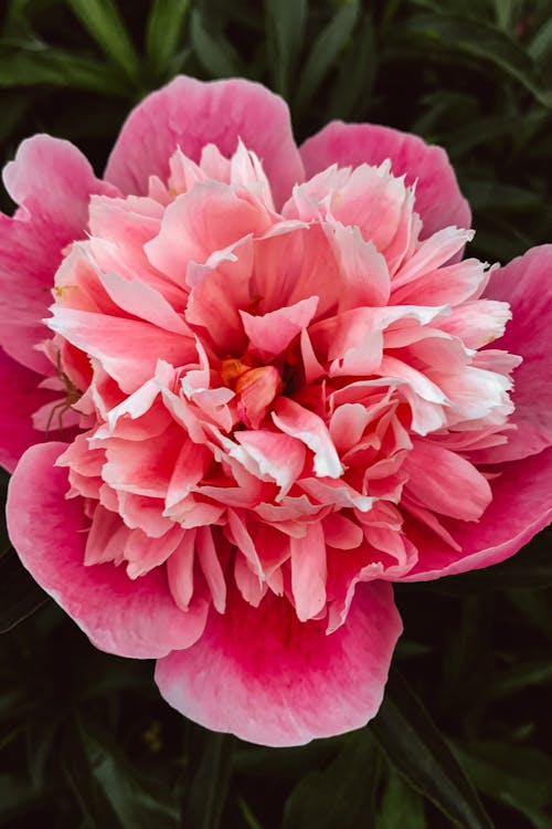 Free Close-Up Photo of a Peony Flower with Pink Petals Stock Photo
