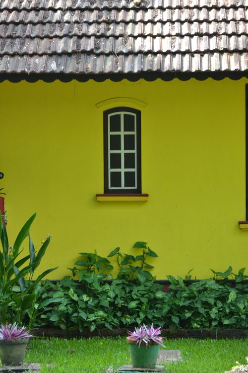 Free A vibrant yellow house facade with lush greenery and plants. Stock Photo