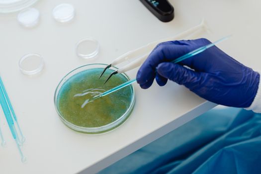 Close-up of a scientist's hand in latex glove using lab tools on a petri dish.