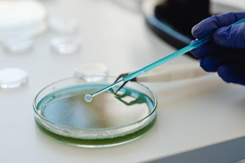 Chemical Sample in a Petri Dish