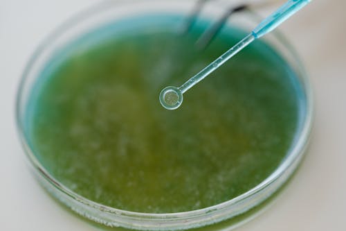 Free Close-Up View of an Inoculation Loop and a Petri Dish Stock Photo