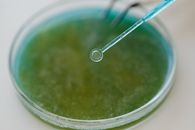 Close-Up View of an Inoculation Loop and a Petri Dish