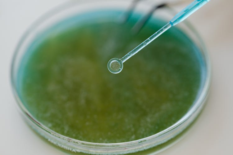 Close-Up View Of An Inoculation Loop And A Petri Dish