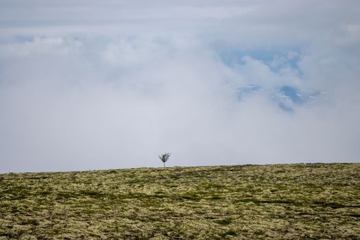 Single Tree on Wasteland
