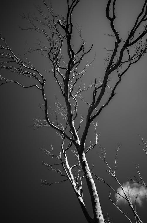 Free Grayscale Photo of a Leafless Tree Stock Photo