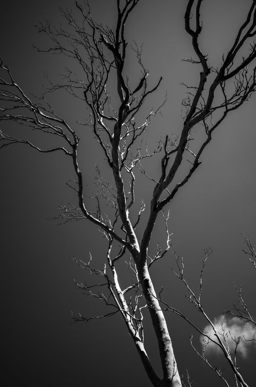 Free A striking black and white image of a bare leafless tree against a dramatic sky. Stock Photo