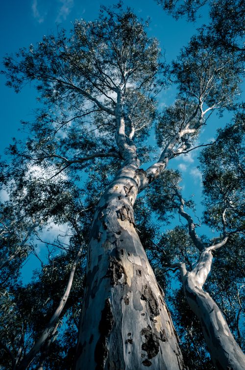 Free Stunning low-angle shot of a tall eucalyptus tree with clear blue sky backdrop. Stock Photo