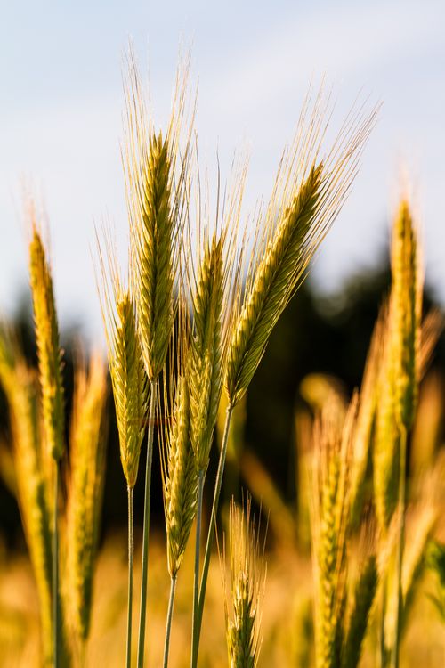 Free Close-up of wheat stalks in sunlight against blue sky, capturing natural beauty. Stock Photo