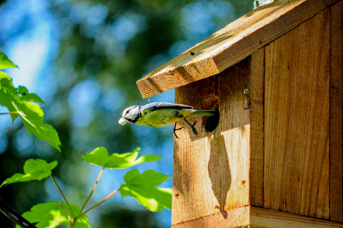 Selective Focus Photography of Eurasian Blue Tit Bird Coming Out from Brown  Wooden Birdhouse · Free Stock Photo