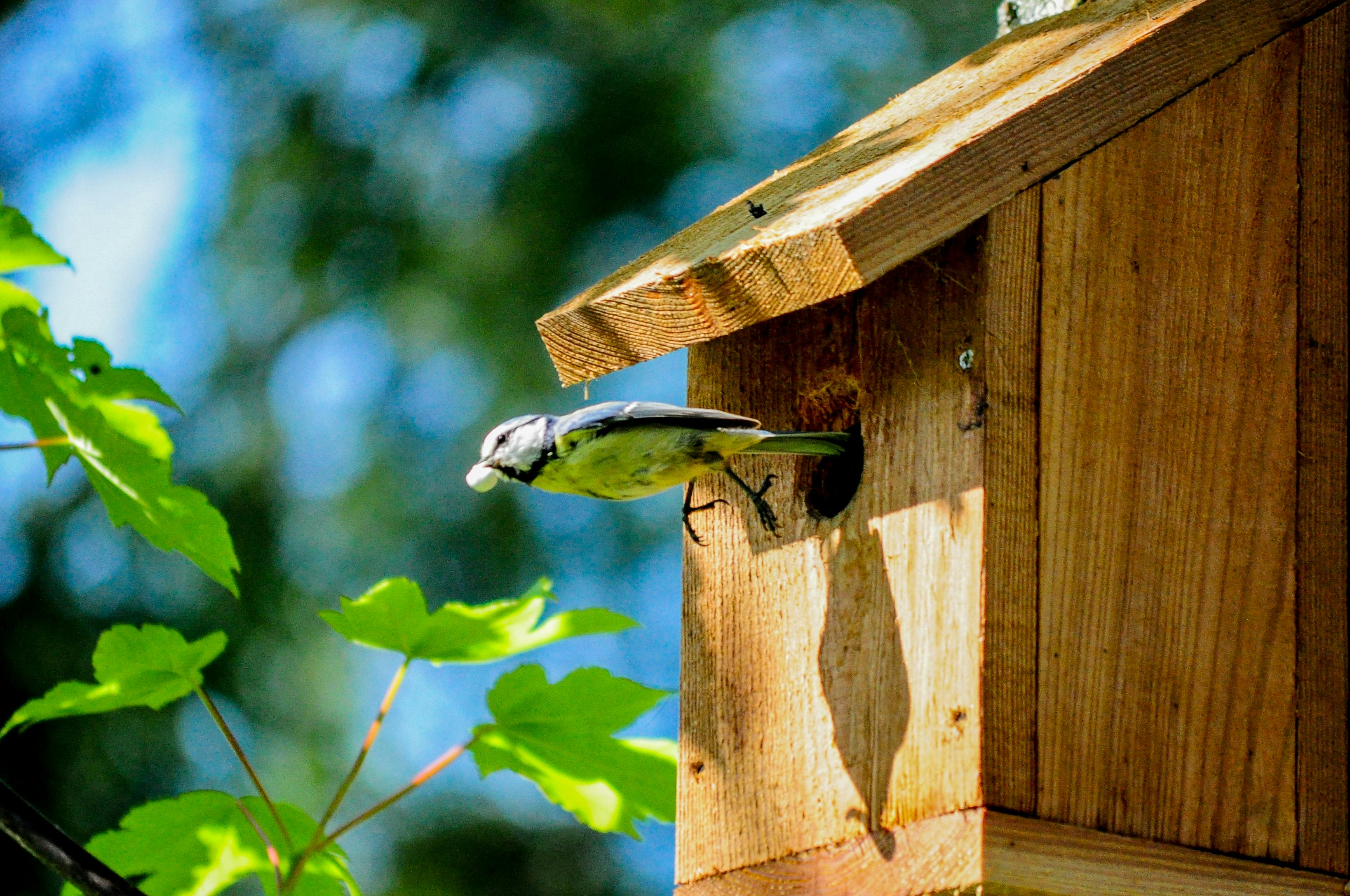 free-stock-photo-of-bird-bird-house-flight