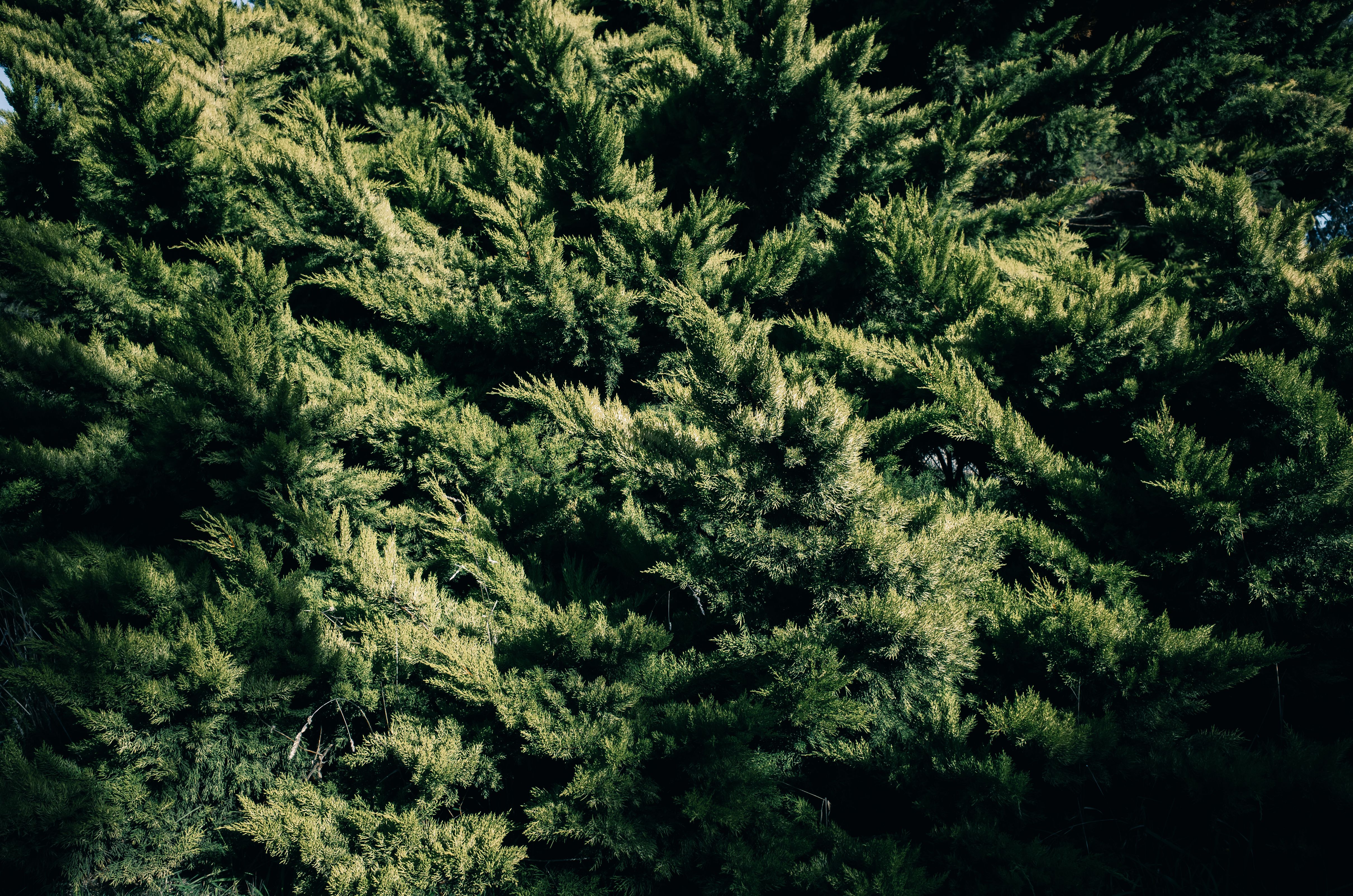 Lush green coniferous needles form a dense, evergreen texture.