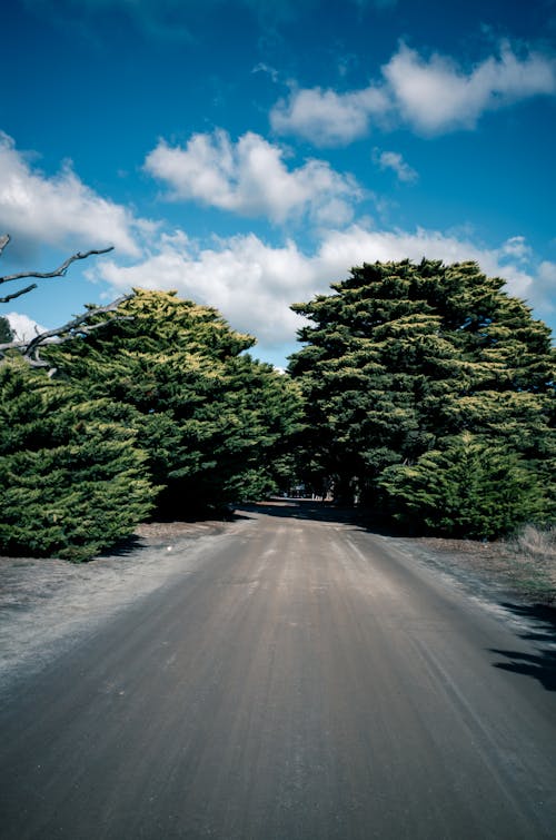 Foto d'estoc gratuïta de a l'aire lliure, arbres, asfalt