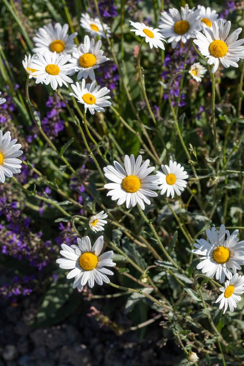Free Beautiful daisies with vivid petals blooming in a sunny garden captured in a close-up shot. Stock Photo