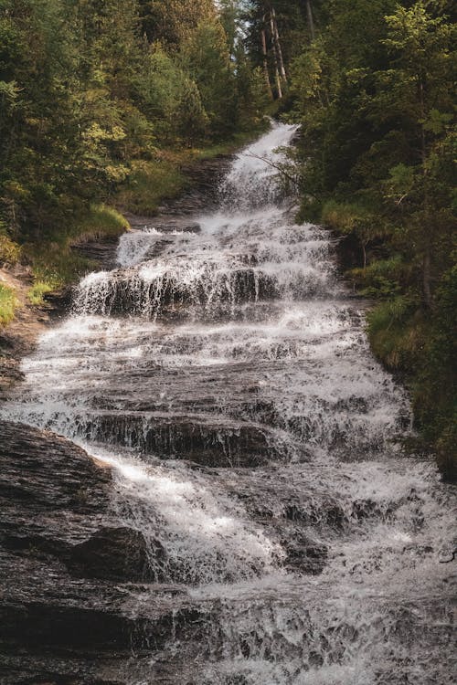 Water Falls in the Middle of Green Trees