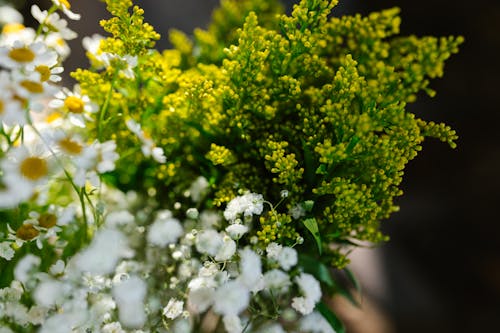 Imagine de stoc gratuită din dioramă, floare albă, floră