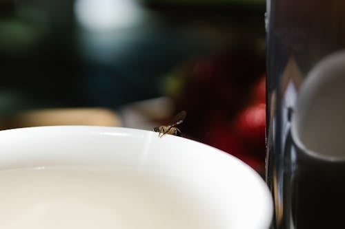 Free An Insect Perched on a Ceramic Cup Stock Photo