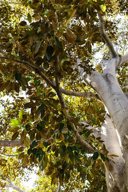 Gratis Fotos de stock gratuitas de al aire libre, árbol, crecimiento Foto de stock