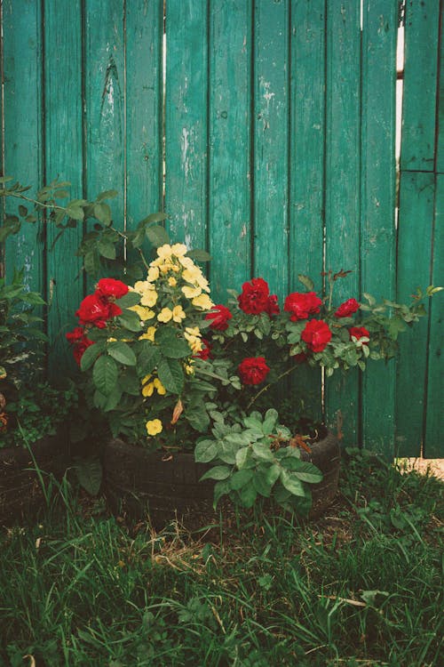 A Yellow and Red Flowers Near the Green Wooden Fence