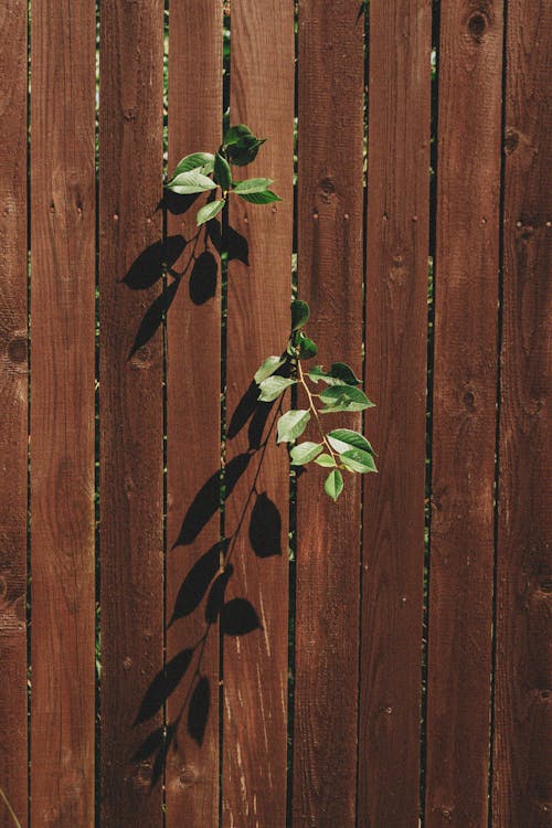 Leaves Casting Shadows on Fence