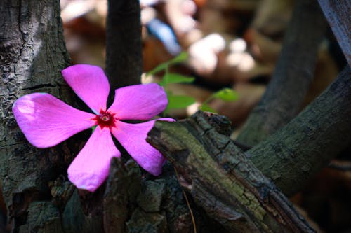 Free stock photo of periwinkle flower, purple flower, sunny Stock Photo