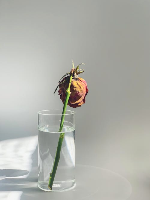 Free Pink Rose in Clear Glass Vase with Water Stock Photo