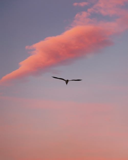 Ilmainen kuvapankkikuva tunnisteilla aamu, auringonlasku, lentäminen