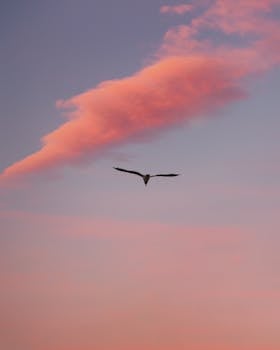 A lone seagull flies under pink clouds at sunset over Bondi Beach, Australia.