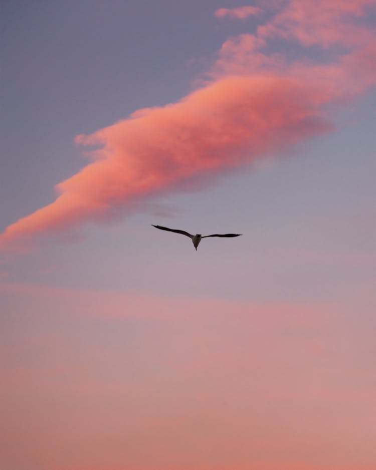 Bird Flying Over The Pink Clouds