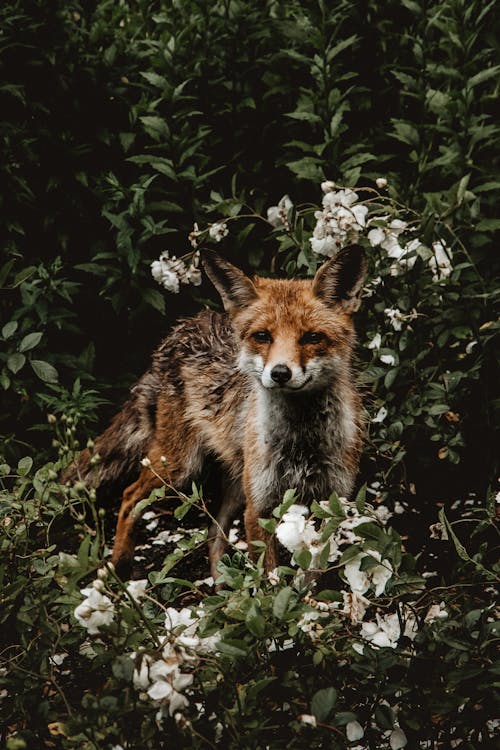 Free Brown and White Fox beside Green Plant Stock Photo