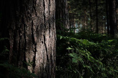 Ilmainen kuvapankkikuva tunnisteilla lähikuva, metsä, puu