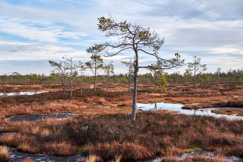Free Captivating view of a marshland with a lone tree and water reflections. Stock Photo