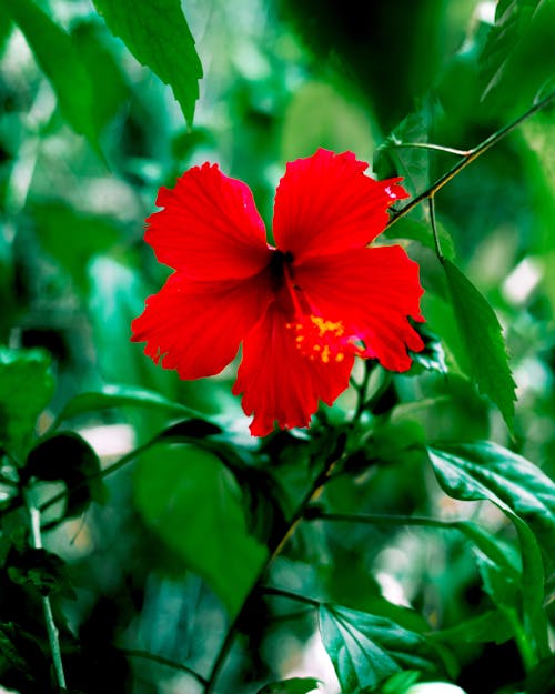 Foto stok gratis berkembang, bunga merah, daun-daun hijau