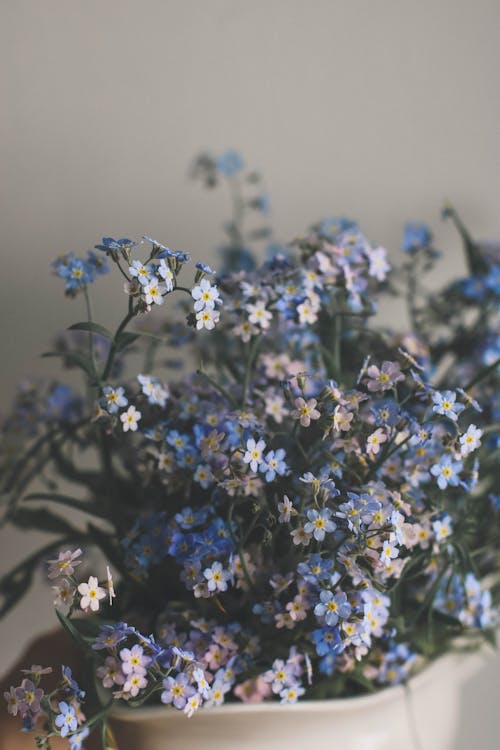 Close-Up Shot of Tiny Blue Flowers