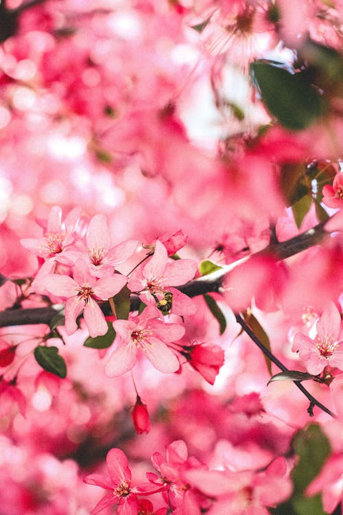 Pink Flowers on Tree Branch