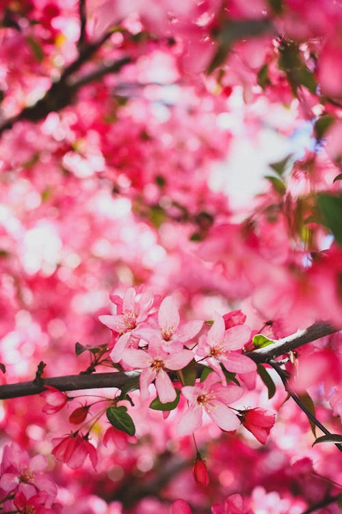 ピンクの花, フローラ, フローラルの無料の写真素材