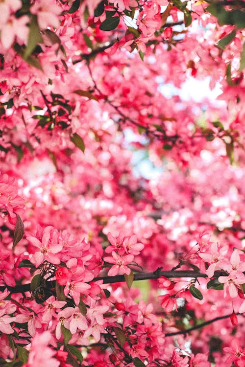Foto profissional grátis de árvore de cereja, fechar-se, flores cor-de-rosa