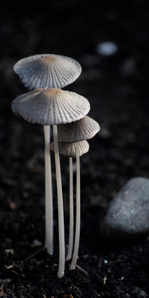 Close-Up Shot of White Mushrooms