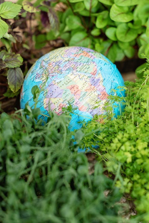 Close-Up Shot of a Globe on Green Plants 
