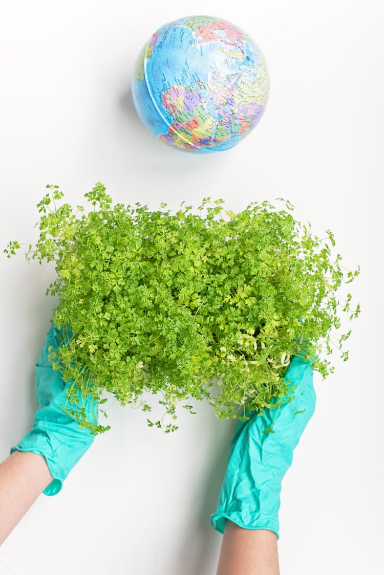 Sprouts And A Globe On White Surface