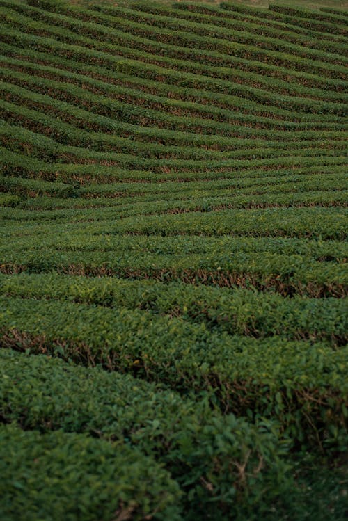 A Green Grass Field