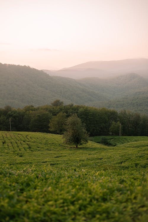 A Green Grass Field and Trees Near the Mountain