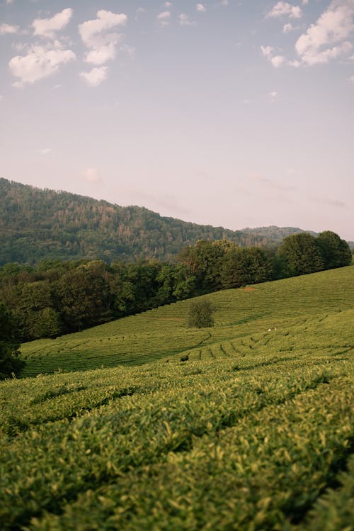 A Green Grass Field Near the Green Trees