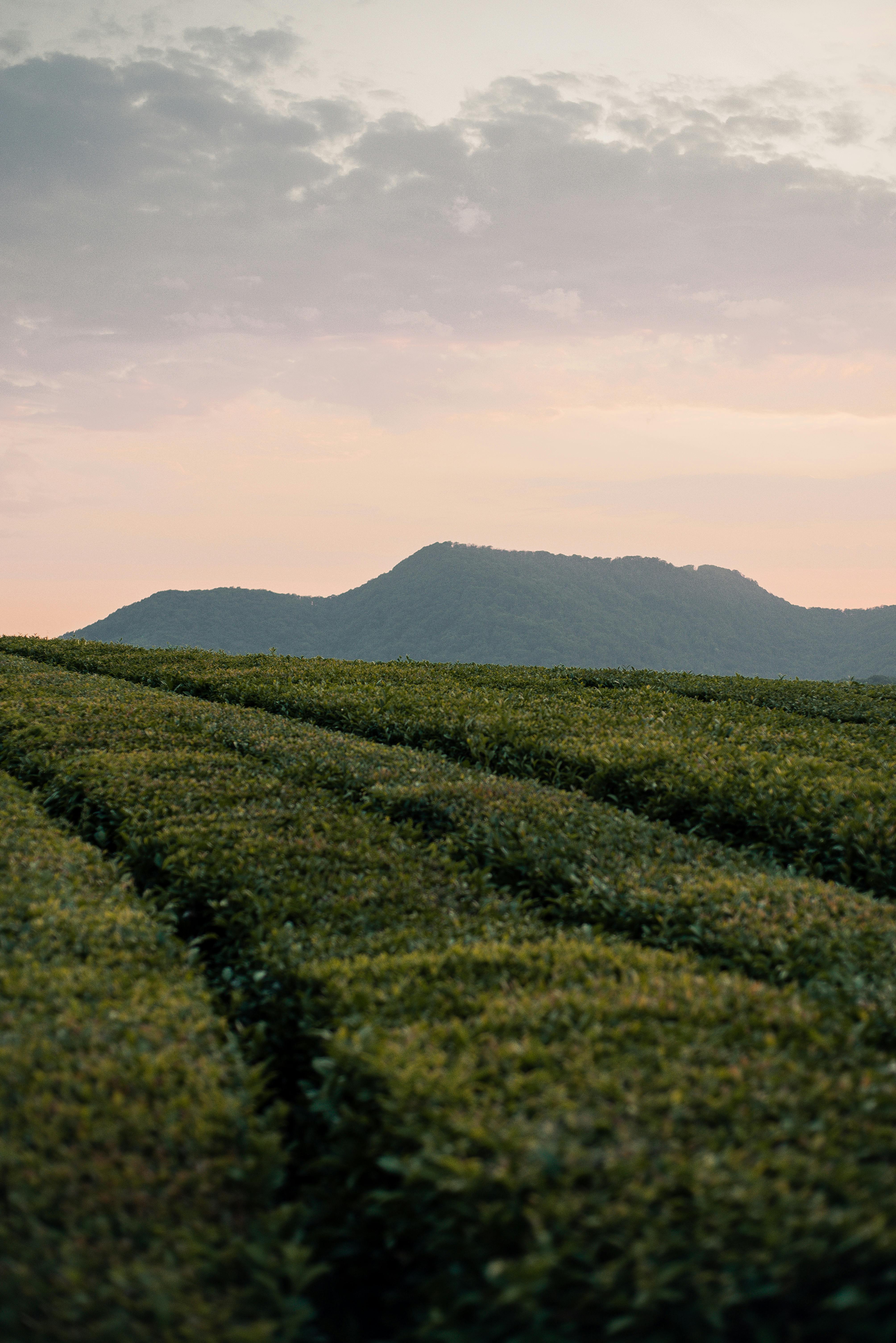 Green Crop Field Near Mountain · Free Stock Photo