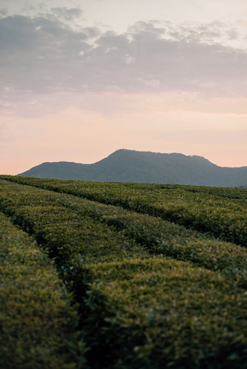 Green Crop Field Near Mountain