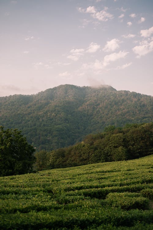 Gratis stockfoto met berg, blauwe lucht, boerderij