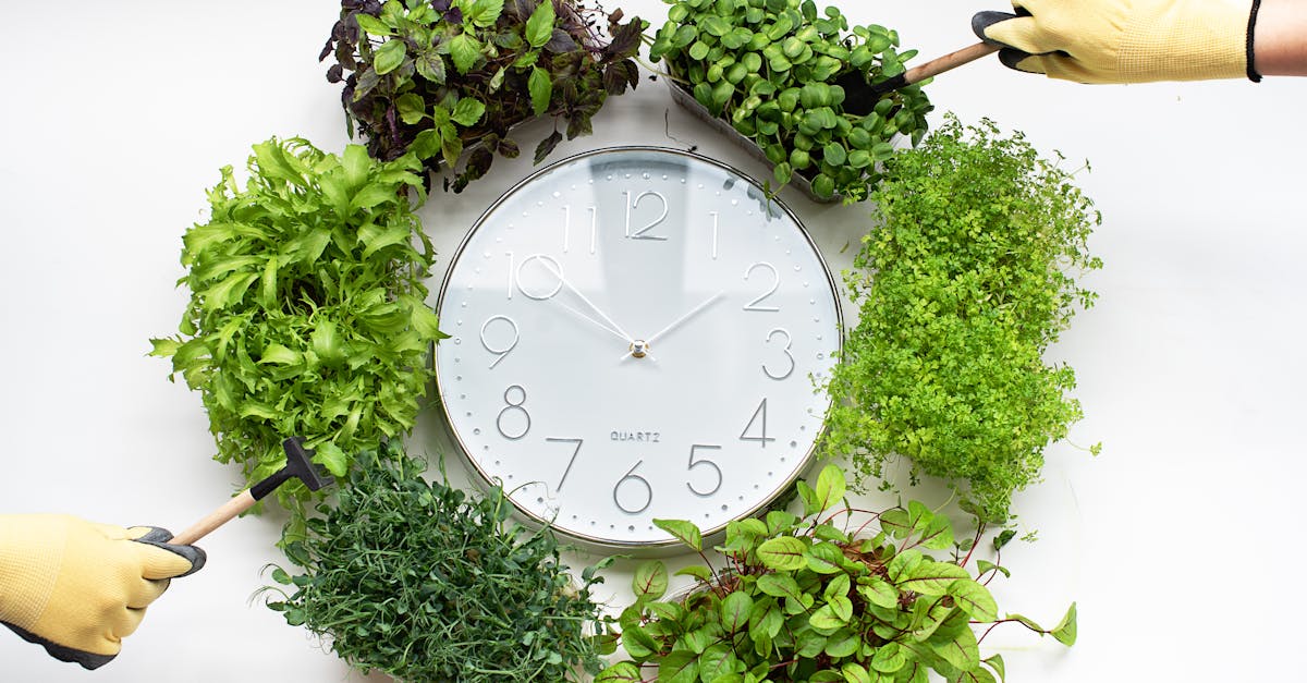 Clock surrounded with Plants
