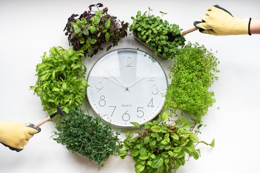 Free stock photo of aromatic, basil, clock