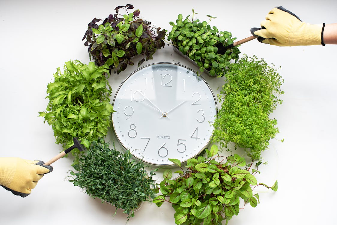 Clock surrounded with Plants 